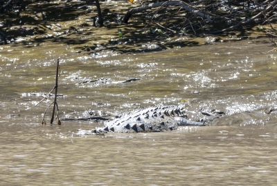 Costa Rica Crocodile 2024